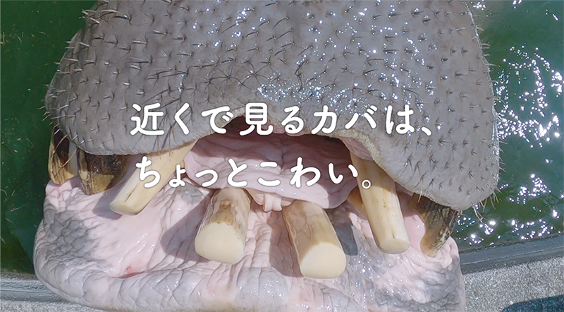 愛媛県
作品タイトル
「でっかく、あそぼう。」